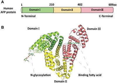 The role of alpha-fetoprotein in the tumor microenvironment of hepatocellular carcinoma